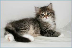 Female Siberian Kitten from Deedlebug Siberians